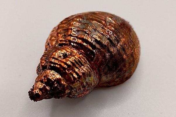 Electroformed copper plated seashell