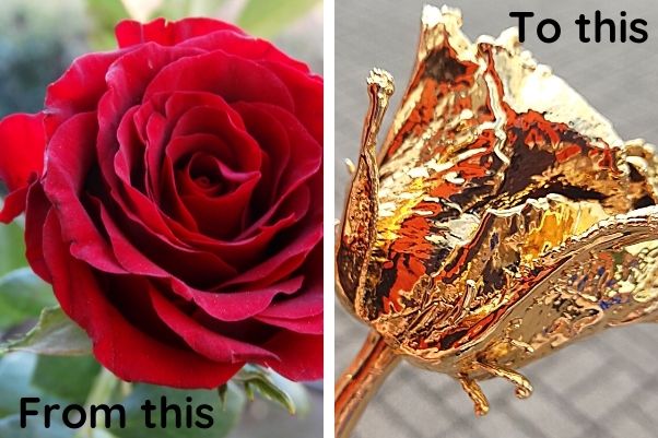 Electroformed and gold plated real rose before and after